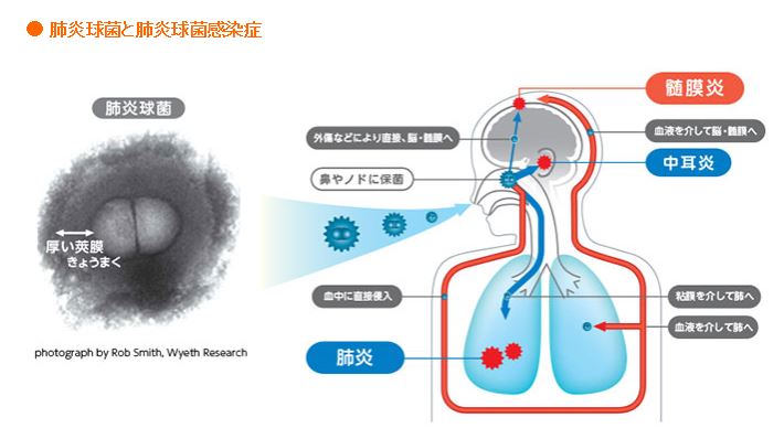 ファイザー製薬ホームページより引用